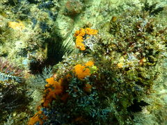 Bunodosoma californica