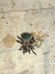 Cyclocosmia