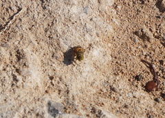 Eristalinus taeniops