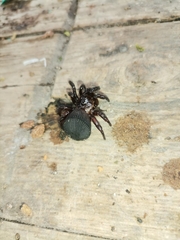 Cyclocosmia