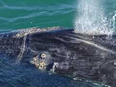 Cryptolepas rhachianecti