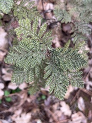 Chamaebatia foliolosa