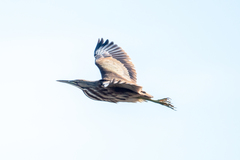 Botaurus lentiginosus