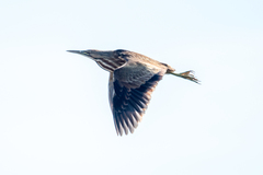 Botaurus lentiginosus