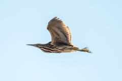 Botaurus lentiginosus