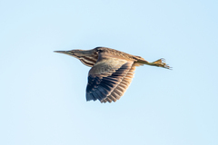 Botaurus lentiginosus