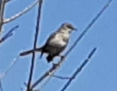 Mimus polyglottos
