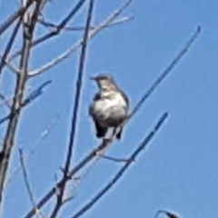 Mimus polyglottos