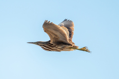 Botaurus lentiginosus