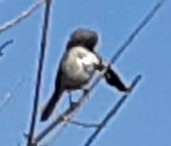 Mimus polyglottos