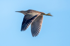 Botaurus lentiginosus