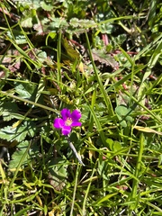 Calandrinia menziesii