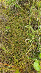 Muehlenbeckia complexa