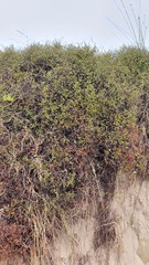 Muehlenbeckia complexa