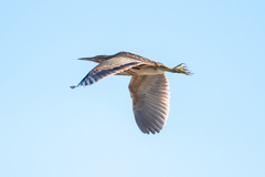 Botaurus lentiginosus