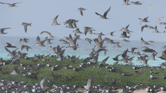 Onychoprion fuscatus