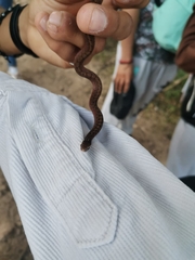 Storeria storerioides