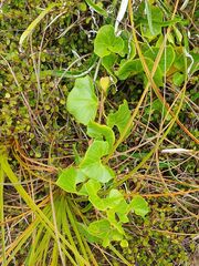 Calystegia soldanella