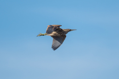 Botaurus lentiginosus