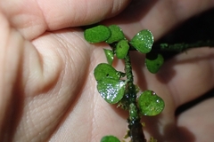 Pittosporum obcordatum
