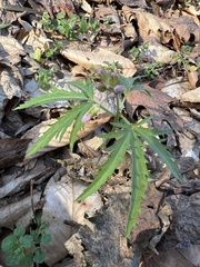 Cardamine concatenata