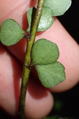 Pittosporum obcordatum