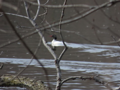 Mergus merganser