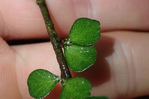 Image of Pittosporum obcordatum by (c) Oscar Dove, some rights reserved (CC BY)