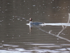 Mergus merganser