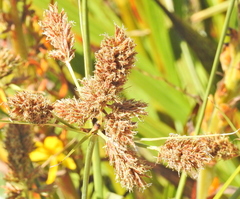 Cyperus thunbergii