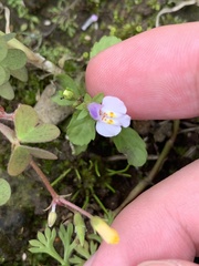 Mazus pumilus