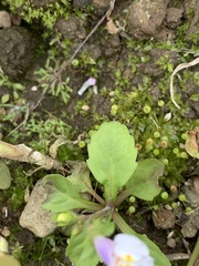 Mazus pumilus