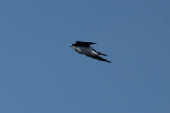 Tachycineta bicolor