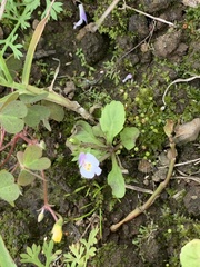 Mazus pumilus