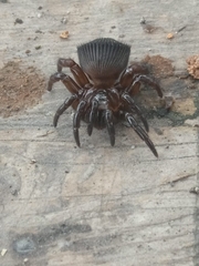 Cyclocosmia