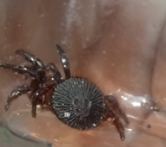 Cyclocosmia