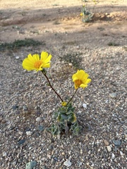 Geraea canescens