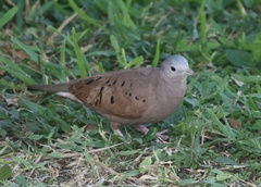 Columbina talpacoti