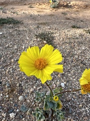 Geraea canescens