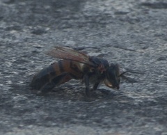 Apis mellifera