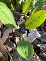 Mertensia virginica
