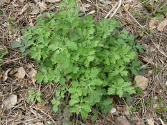 Chelidonium majus