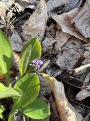 Mertensia virginica