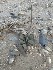 Atrichoseris platyphylla