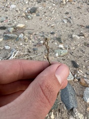 Atrichoseris platyphylla