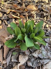 Mertensia virginica