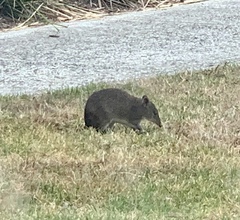 Isoodon obesulus obesulus
