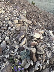 Atrichoseris platyphylla