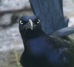 Quiscalus mexicanus