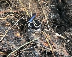 Caenoplana